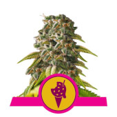 Cookies Gelato