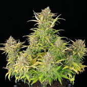 Sweet ZZ Auto