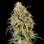 Joanne's CBD
