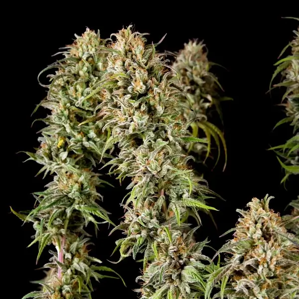 Joanne's CBD