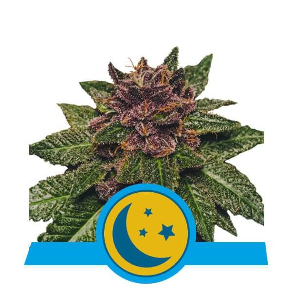 Purplematic Auto CBD