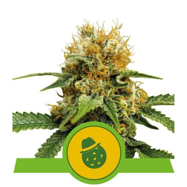 Do-Si-Dos Auto