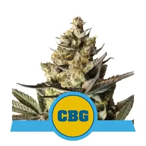 Royal CBG Auto