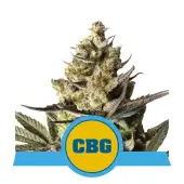 Royal CBG Auto