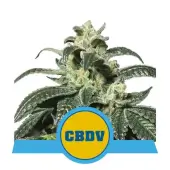 Royal CBDV Auto