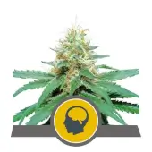 Amnesia Haze