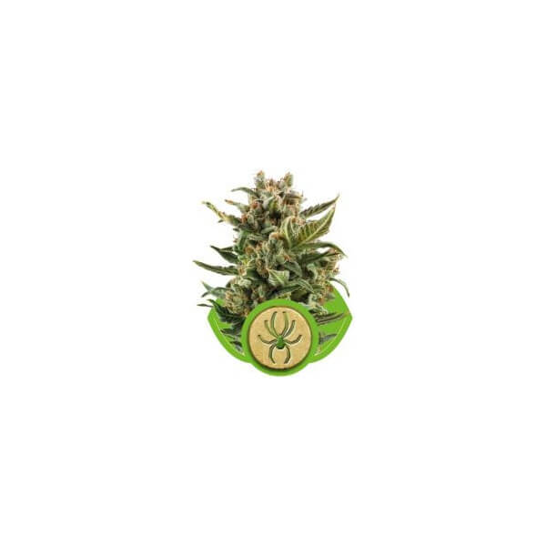 White Widow Auto