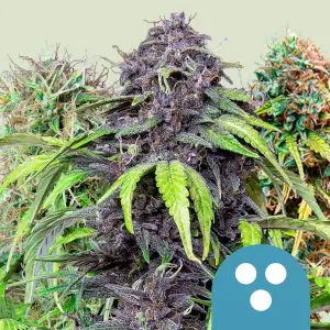CBD Mix by R.Q.S.