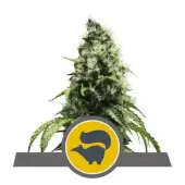 Skunk XL