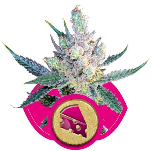 Royal Cheese