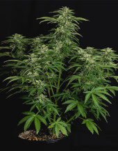 Apollo F1 Auto