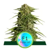 Epsilon F1 Auto