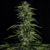 Hyperion F1 Auto