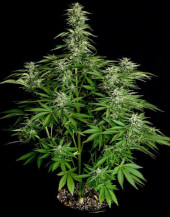 Hyperion F1 Auto