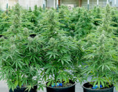 Hyperion F1 Auto