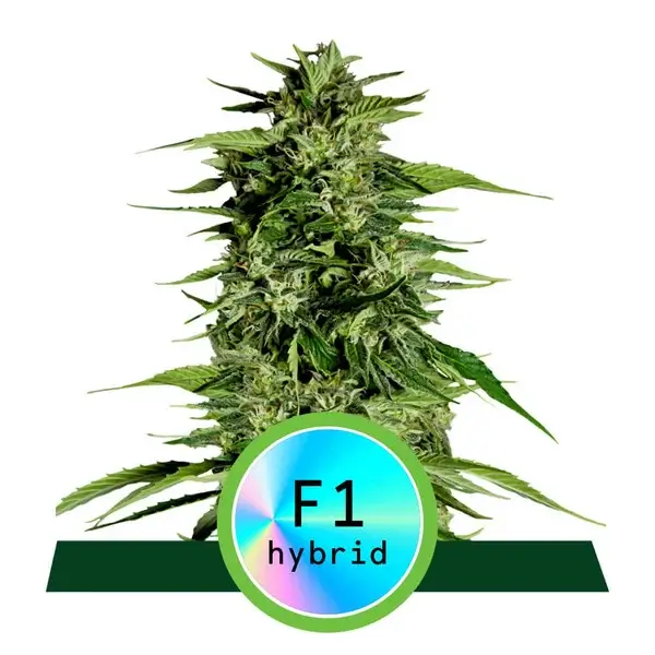 Hyperion F1 Auto