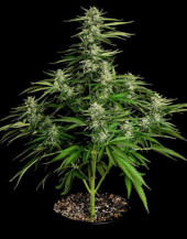 Medusa F1 Auto