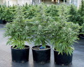 Medusa F1 Auto