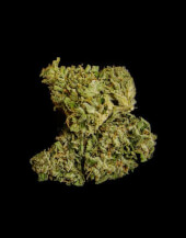 Medusa F1 Auto