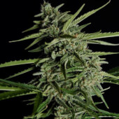 Orion F1 Auto