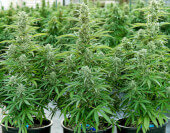 Orion F1 Auto