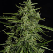 Titan F1 Auto