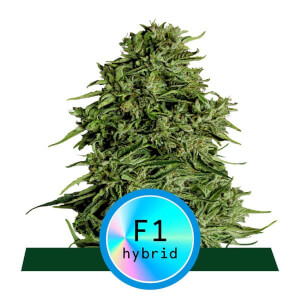Cosmos F1 Auto CBD