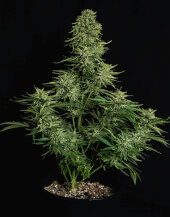 Cosmos F1 Auto CBD