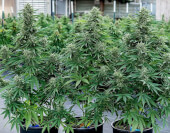 Cosmos F1 Auto CBD