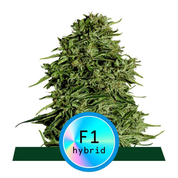 Cosmos F1 Auto CBD