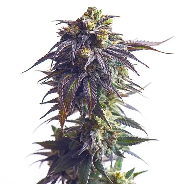 SUNDAE DRIVER: bank product photo, credit alchimiaweb.com, copyright status shown with credit copyright unverified