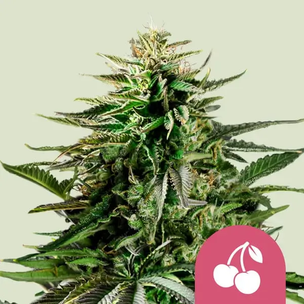 Cherry Pie de RQS