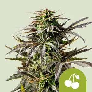 Cherry Pie Auto