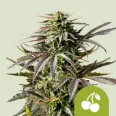 Cherry Pie Auto