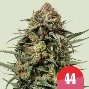 Gelato #44 - Tyson 2.0