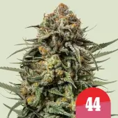 Gelato #44 - Tyson 2.0