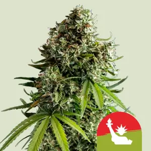 NYC Sour D Auto - Tyson 2.0