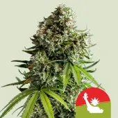 NYC Sour D Auto - Tyson 2.0