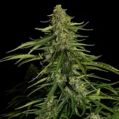 Gaia F1