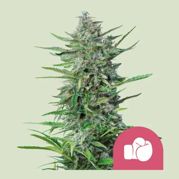 Purple Punch