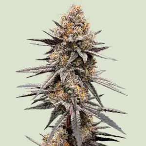 Gravity Berry F1 