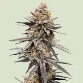 Gravity Berry F1 