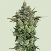 Dark Matter Cake F1