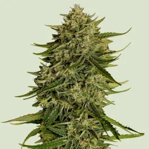 Quantum Terp F1 Auto