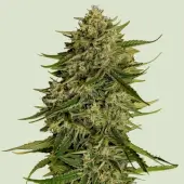 Quantum Terp F1 Auto