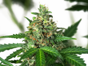 Sensi Amnesia