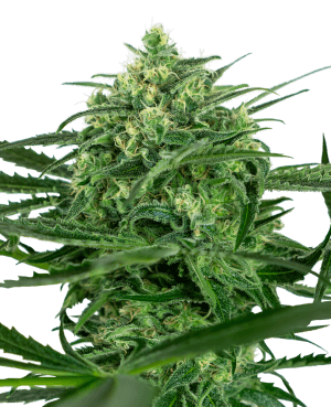 Sensi Amnesia