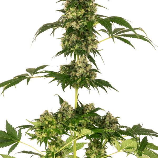 Cobalt Haze (aka Sensi #11)