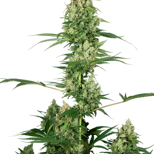 Silver Fire (aka Sensi #32)