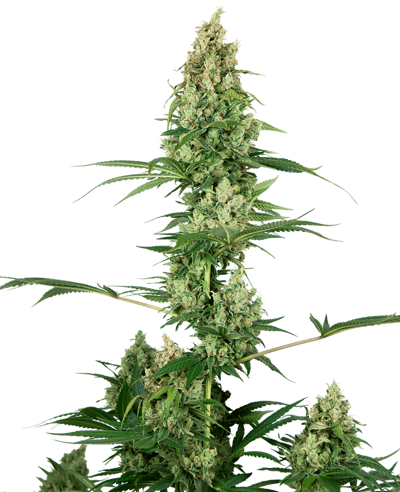 Silver Fire